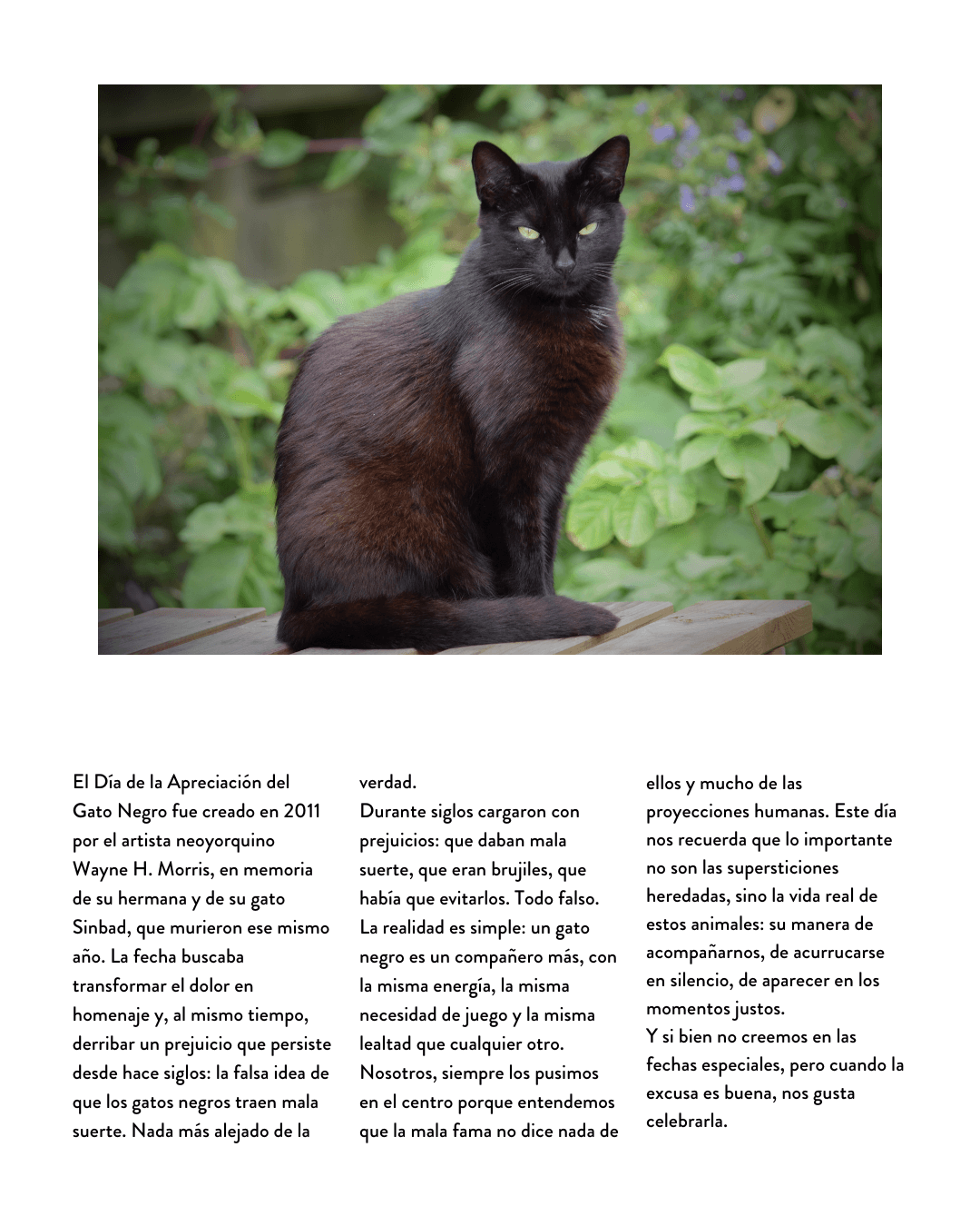 Día de la apreciación del gato negro