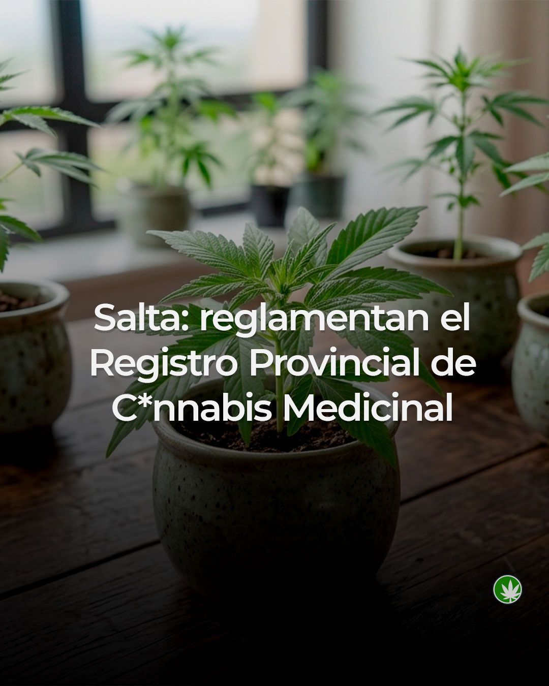 Salta: reglamentan el Registro Provincial de Cannabis Medicinal
