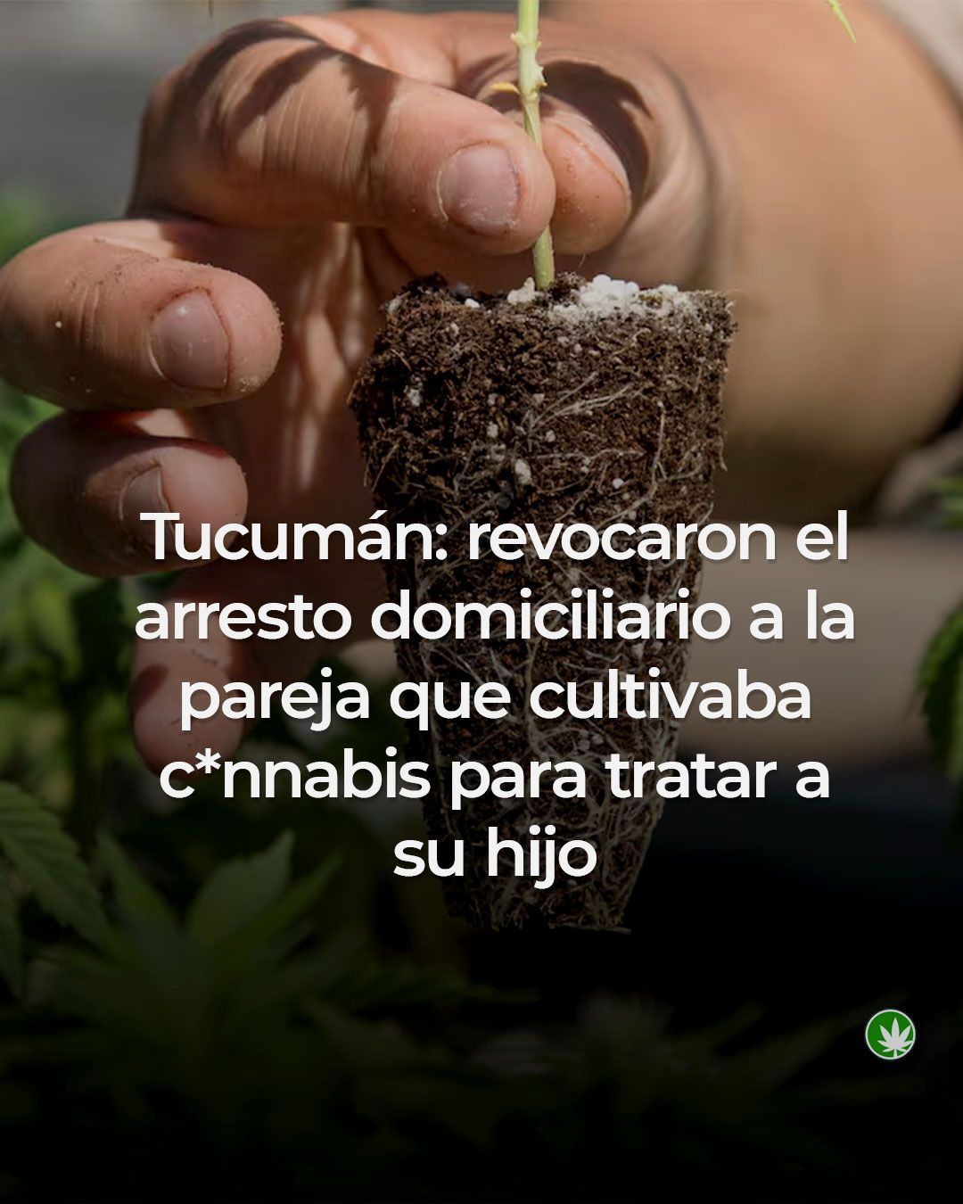 Tucumán: revocaron el arresto domiciliario de una pareja que cultivaba cannabis
