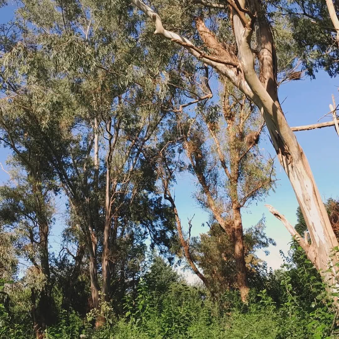 Bosquecito del recuerdo