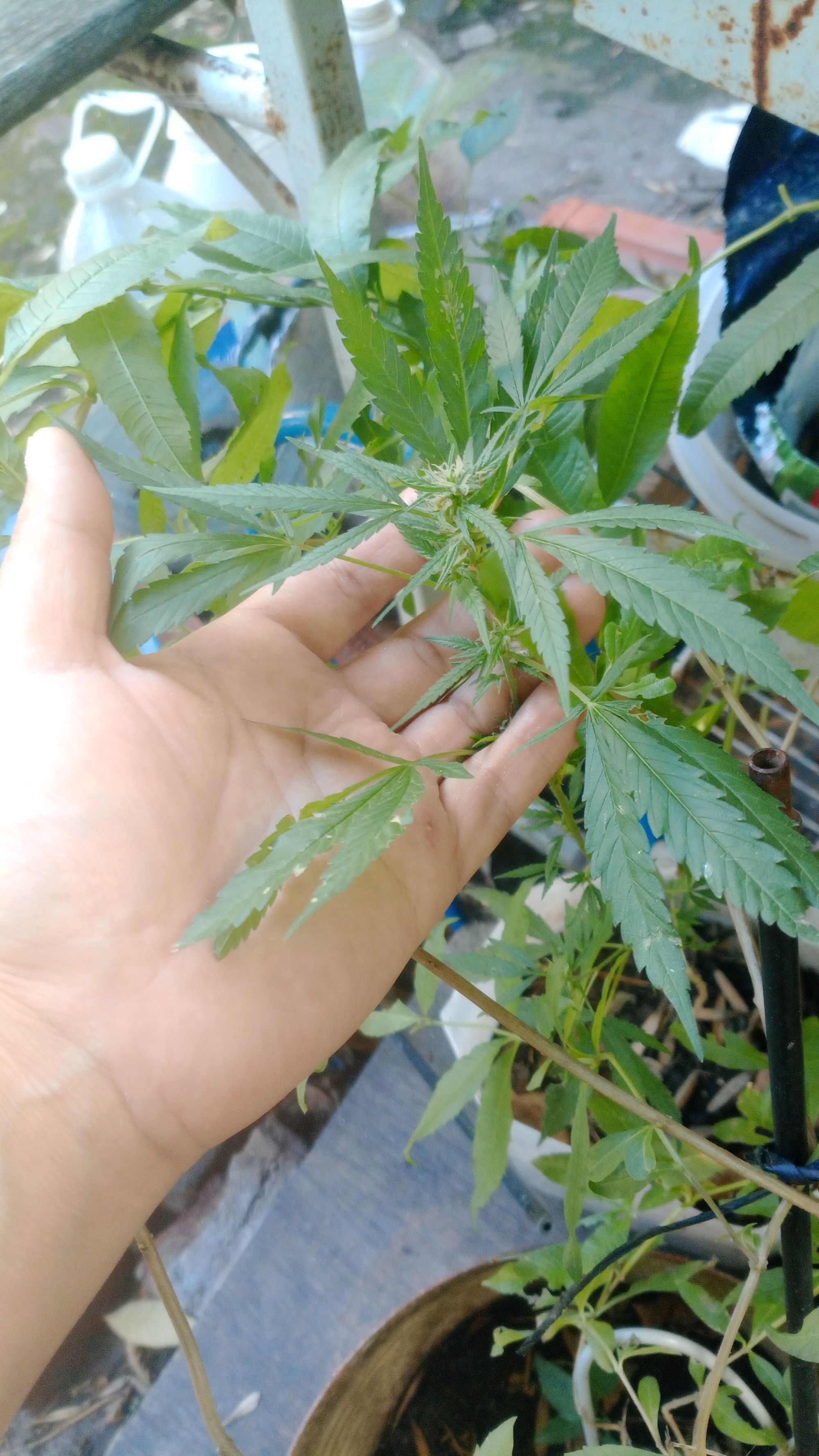 Amor en expansión
