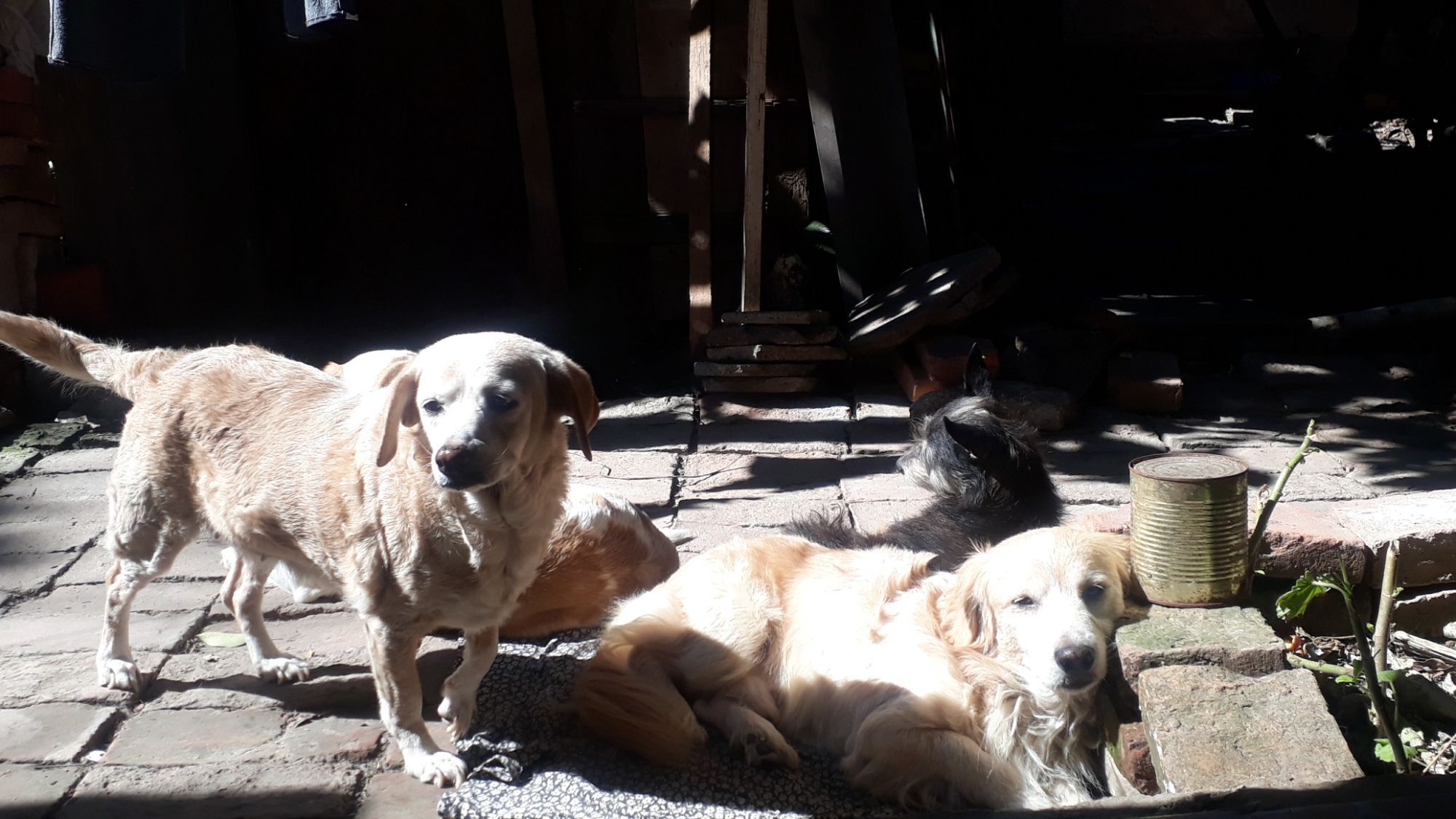 Mis animalitos 🐶