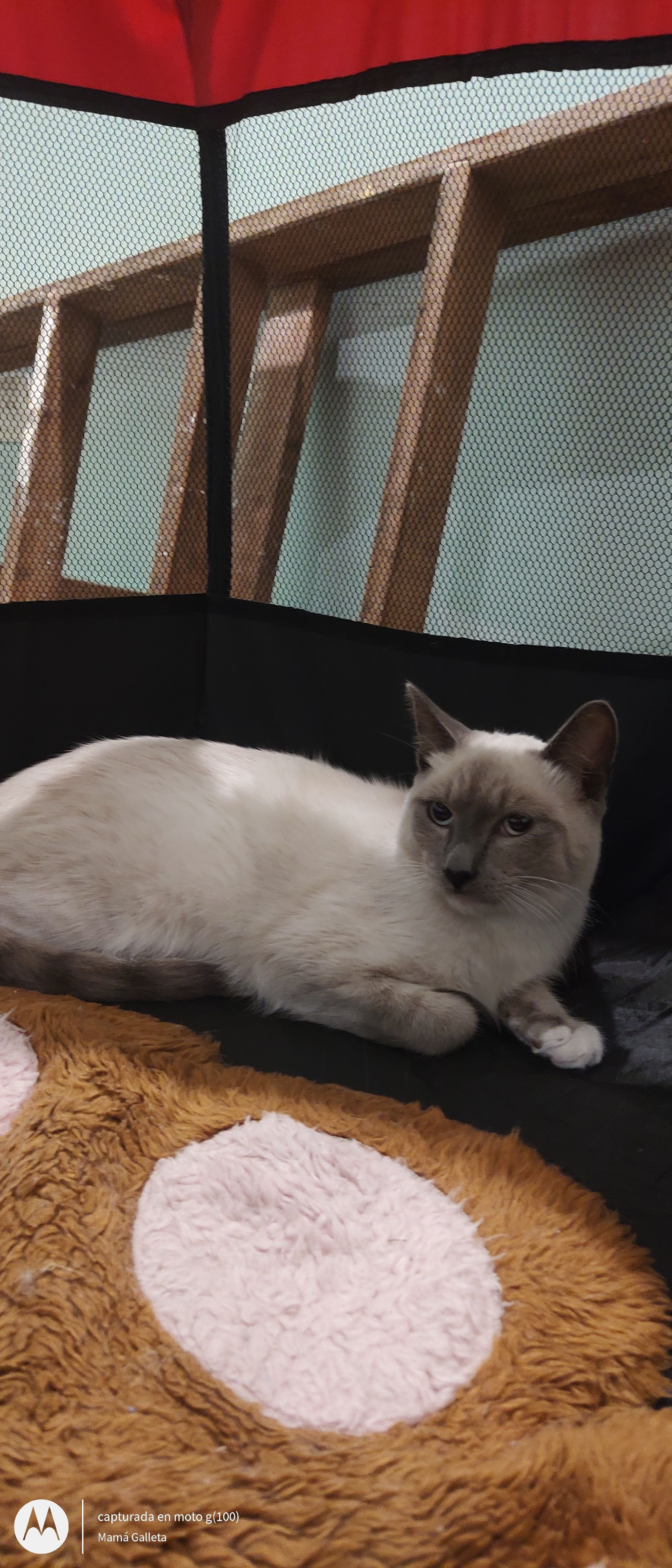Nuevo rescate y adopción! Bienvenido a la familia.