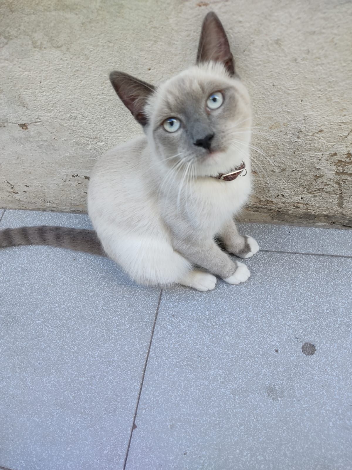 Yuki cumple 15 días en casa