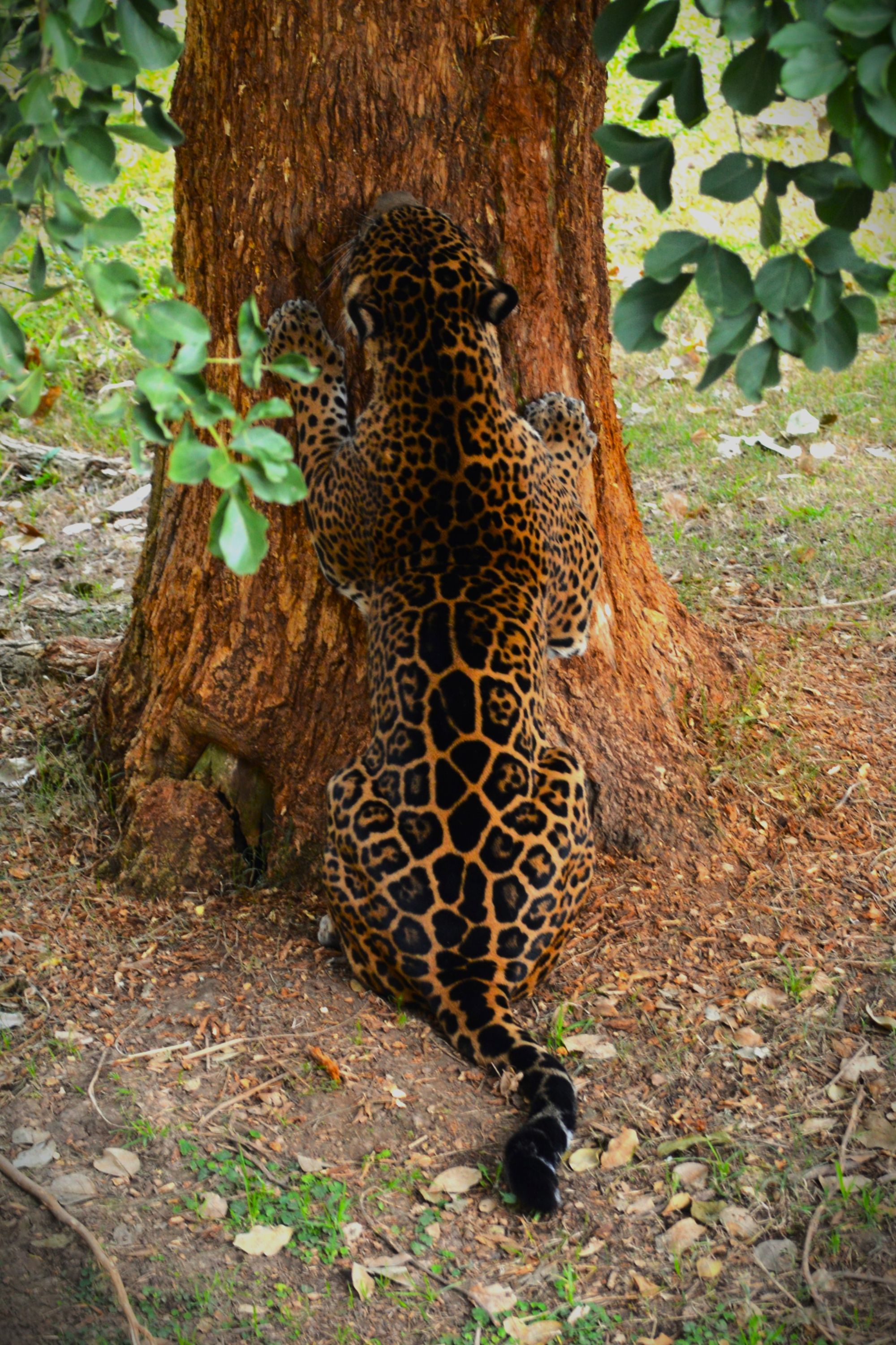 Impresiona el nivel de camuflaje 🐅