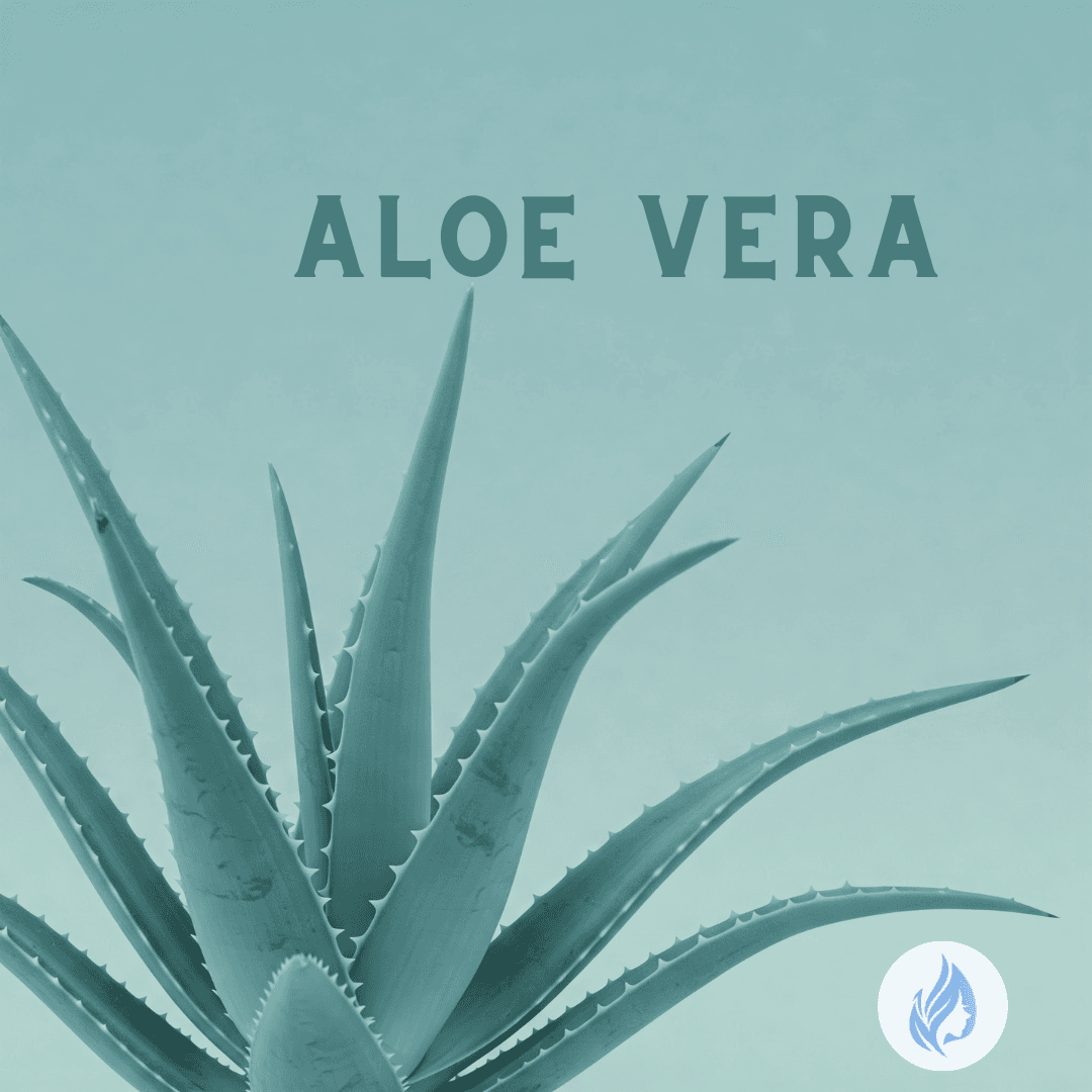¿Por qué el aloe vera es un clásico infaltable en la cosmética natural?